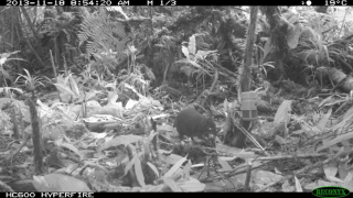 Illustration for article titled Researchers Discover New Miniature Mammals in New Guinea